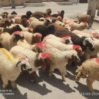 گوسفندوبره فروشی((بمناسبت ماه محرم قصاب رایگان))