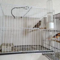 فروش سهره بزرگ و گلبسر و قناری ماده ابلغ سرخ|پرنده|چمستان, |دیوار