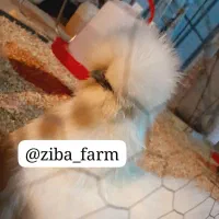 سیلکی ابریشمی|حیوانات مزرعه|شیراز, کرونی(خاتونک)|دیوار