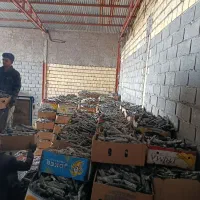 زغال پسته قلم سفید درجه یک