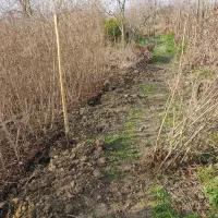 نهال گل انار|خدمات باغبانی و درختکاری|گلوگاه, |دیوار