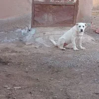 سگ سفید