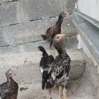 جوجه لاری دانگ بالا