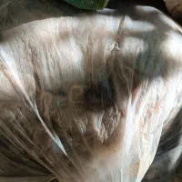 پشم گوسفندی شسته شده