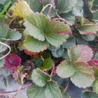 فروش نهال توت فرنگی