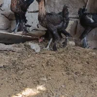 باری خروس دیلگونی