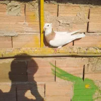 طوقی|پرنده|تبریز, |دیوار