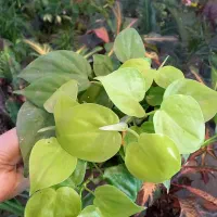 گیاه کاج مطبق|خدمات باغبانی و درختکاری|مراغه, |دیوار