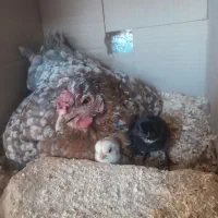 مرغ و جوجه بومی ۱۵۵۰