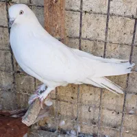 کبوتر پر اصفهانی ناب ۲تا سفید۲تاواشه دمسفید و۱دمبی