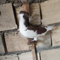 راست  سرخ کاکلی زلفا درست|پرنده|رفسنجان, |دیوار