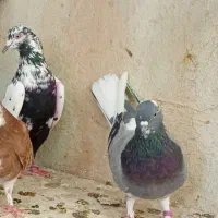 ماده گ د ی ب