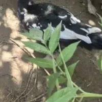 اردک خارجی مرغ و خروس محلی|حیوانات مزرعه|قائمشهر, |دیوار