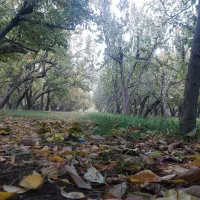 459-متر-باغ-سرسبز-قیمت-کاسبی-یبارک-دیوار-کاهگلی