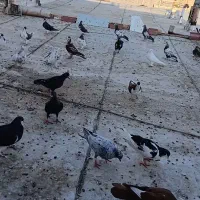 کفتر ۲۵۰