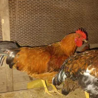 خروس گلپایگان