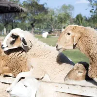 بی استخوان کردن گوسفند و گوساله