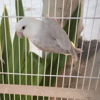 طوطی برزیلی مارال