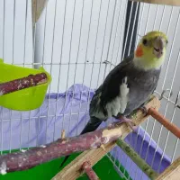 عروس هلندی جفت مولد با کلیه لوازم
