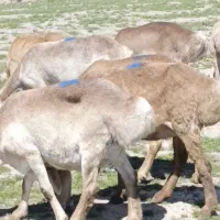 7راس میش چینی درجه یک جوون