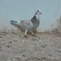 ابلغ هفترنگ . سبز . سار سرخ