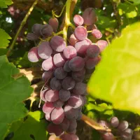 دو تن انگور سیاه درجه یک و عسکری