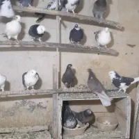 کفتر زمینی و هوایی