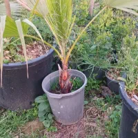 گل فنیکس سطل سه ونیم.  پالم واشنگتن سطل ۱۰