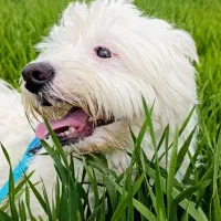 واگذاری سگ شیتزو