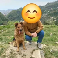 سگ ژرمن شپرد