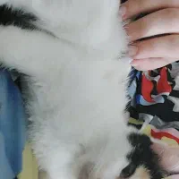 بچه گربه کالیکو شیطون رایگان|گربه|اهواز, سپیدار|دیوار