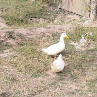 یک جفت اردک