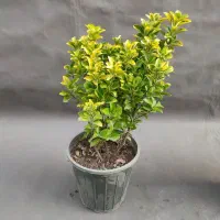 شمشاد طلایی /  ۵۰ سانتی/ سطل 10|گل و گیاه طبیعی|تهران, صادقیه|دیوار