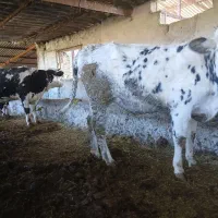 فروش دوراس تلیسه آبستن سیمینتال شکم اول