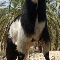 پازن سرحال جوان هیکل فیت