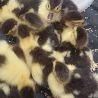 بچه اردک وبچه غاز