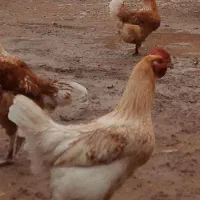 مرغ محلی خیلی خوشگل
