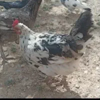 مرغ گلین اصل به شرط