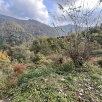 زمین مسکونی (جهت ساخت ویلا با محیطی دنج و زیبا)