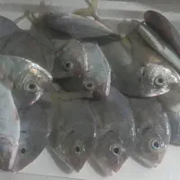 ماهی فروشی|ماهی|بندر کنگان, |دیوار