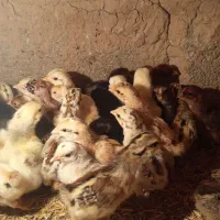 جوجه محلی یک روزه