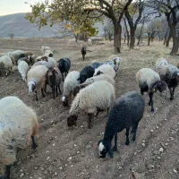 بیست عدد میش وبره|حیوانات مزرعه|کرمانشاه, |دیوار