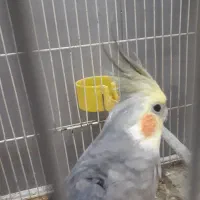 عروس هلندی نر دستی سخنگو|پرنده|طرقبه, |دیوار