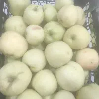 سیب بهاری درشت گلابی اسپادانا