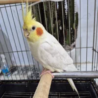 عروس هلندی|پرنده|قم, نوبهار|دیوار