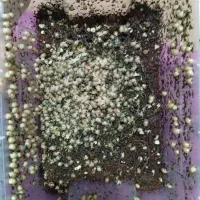 بچه حلزون آچاتینا