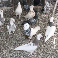 تعدادی طوقی زرین والماسی وزرد همه باهم فروشی است|پرنده|کامیاران, |دیوار