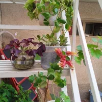 ۱۰ گلدان گل آپارتمانی رنگارنگ|گل و گیاه طبیعی|مراغه, |دیوار