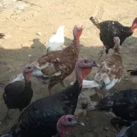 امپراطور و بوقلمون برنز سینه پهن|پرنده|قائمشهر, |دیوار