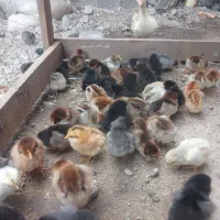 جوجه محلی